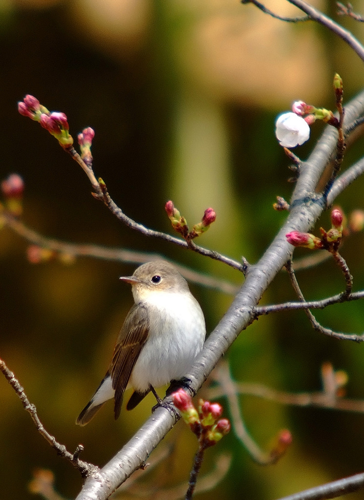 オジロ桜！！