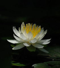 地上の花。。