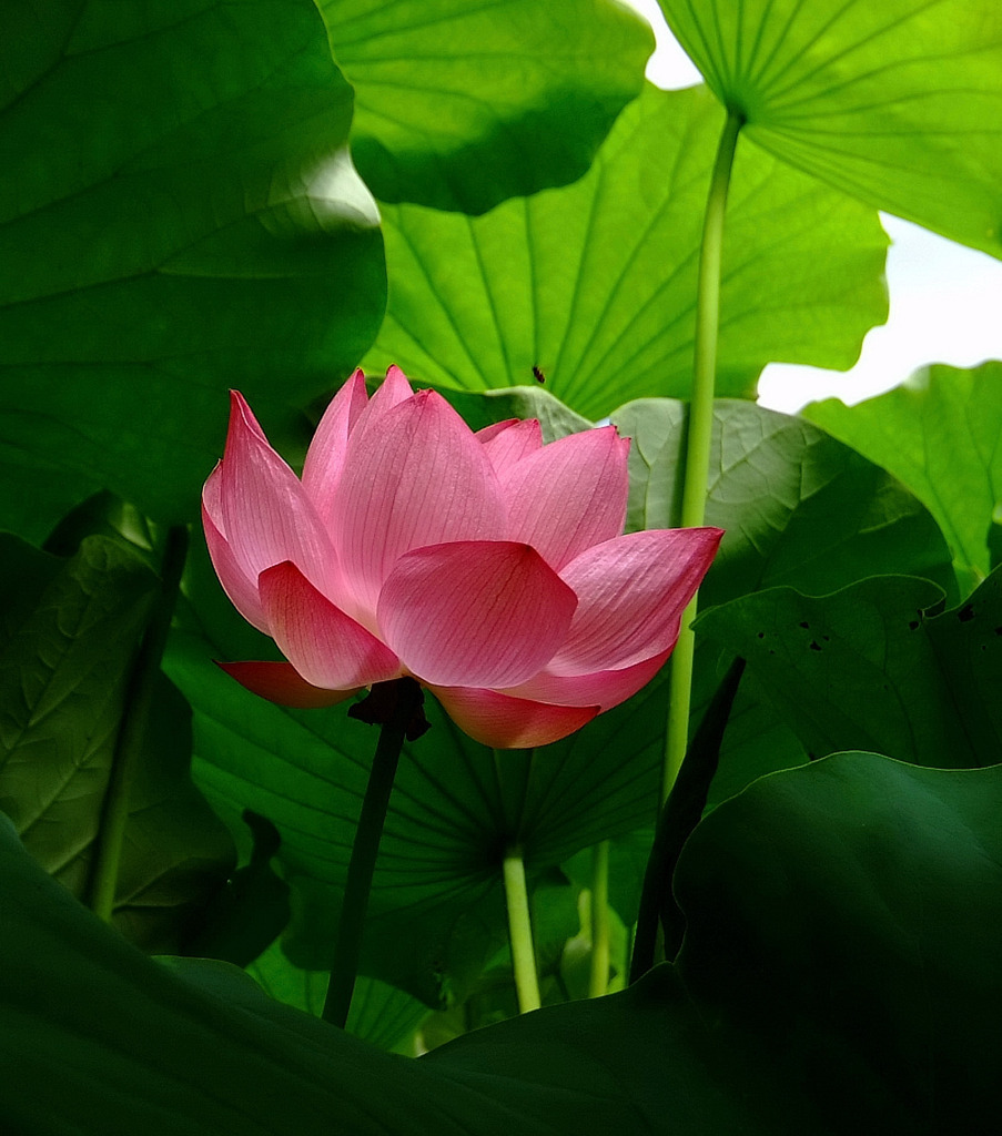 緑の森に。。