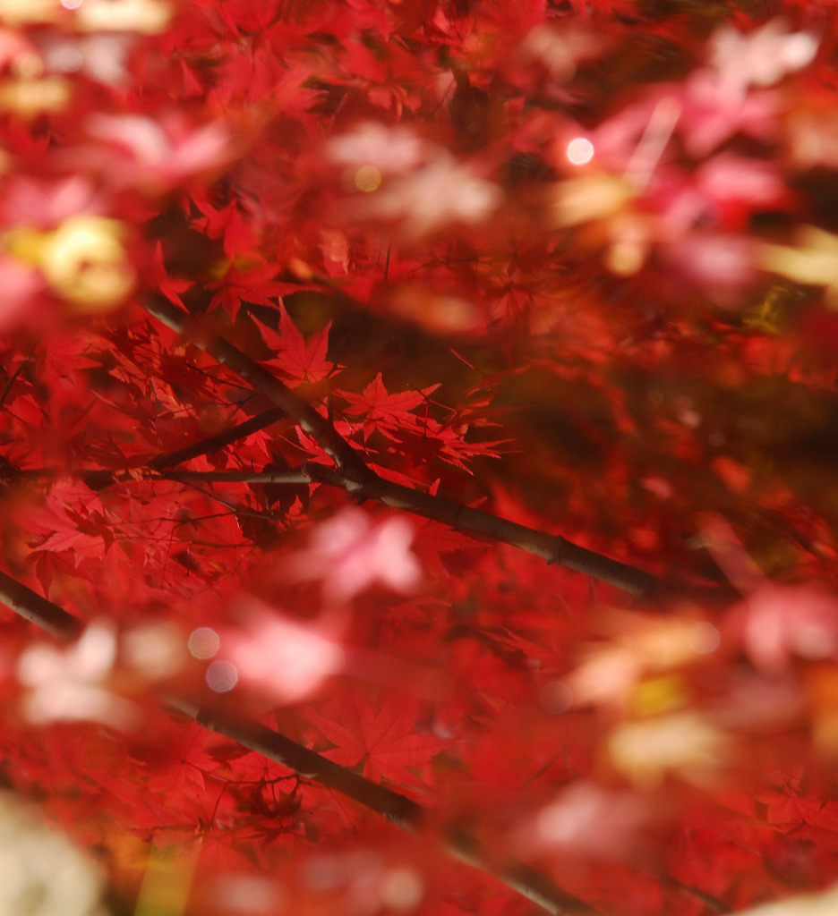 水面の紅葉