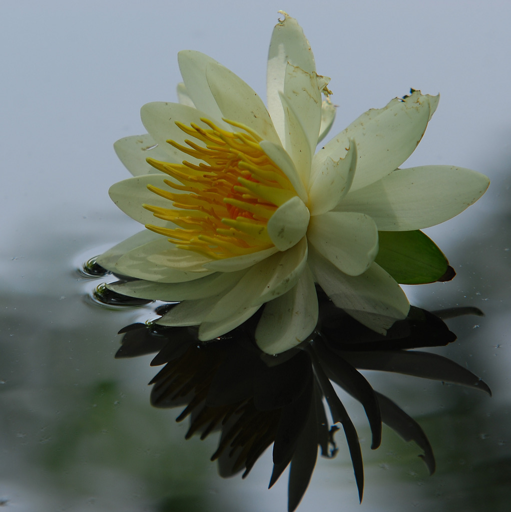 水上の花。。
