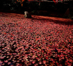赤の絨毯２