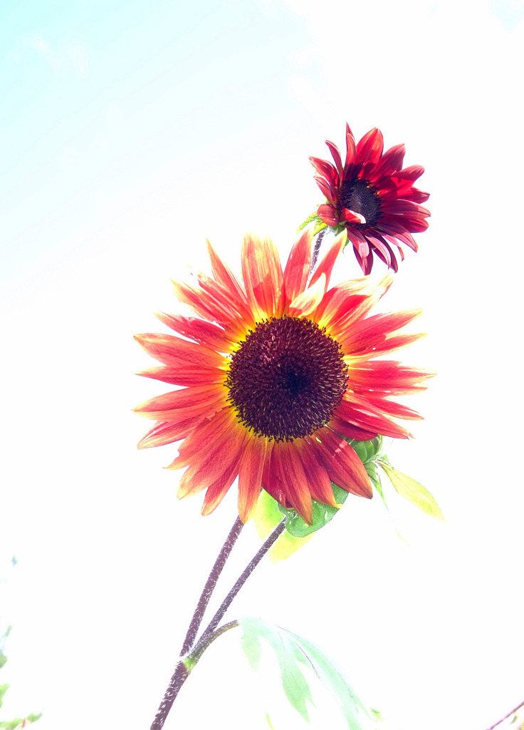 一枚の絵のように・・・