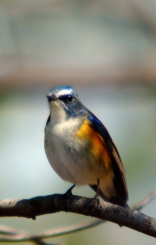 本日　〆の一枚です。「よ！男前！」