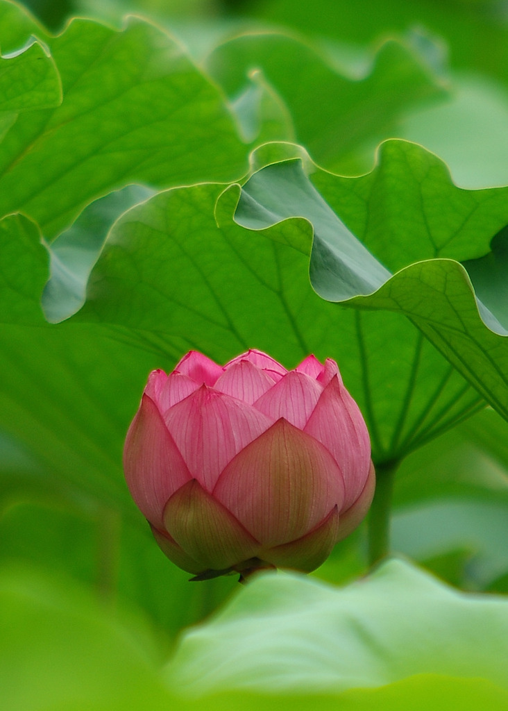 ようこそ！ハスの池へ