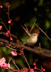 春だ！