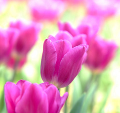 ２００９（チューリップ）