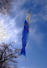桜こいのぼり　３