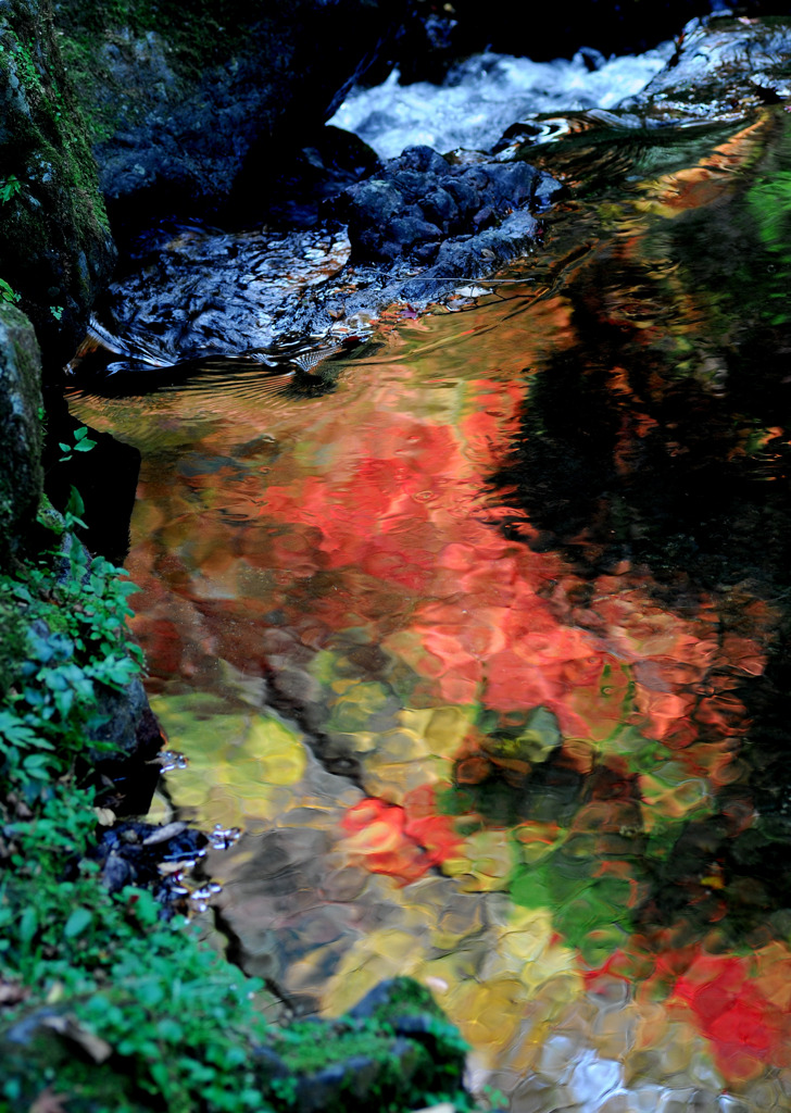 紅葉の影。。