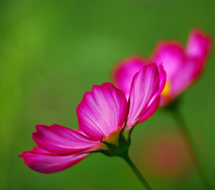 派手な花になりました・・