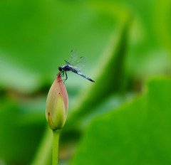 ハスと蜻蛉