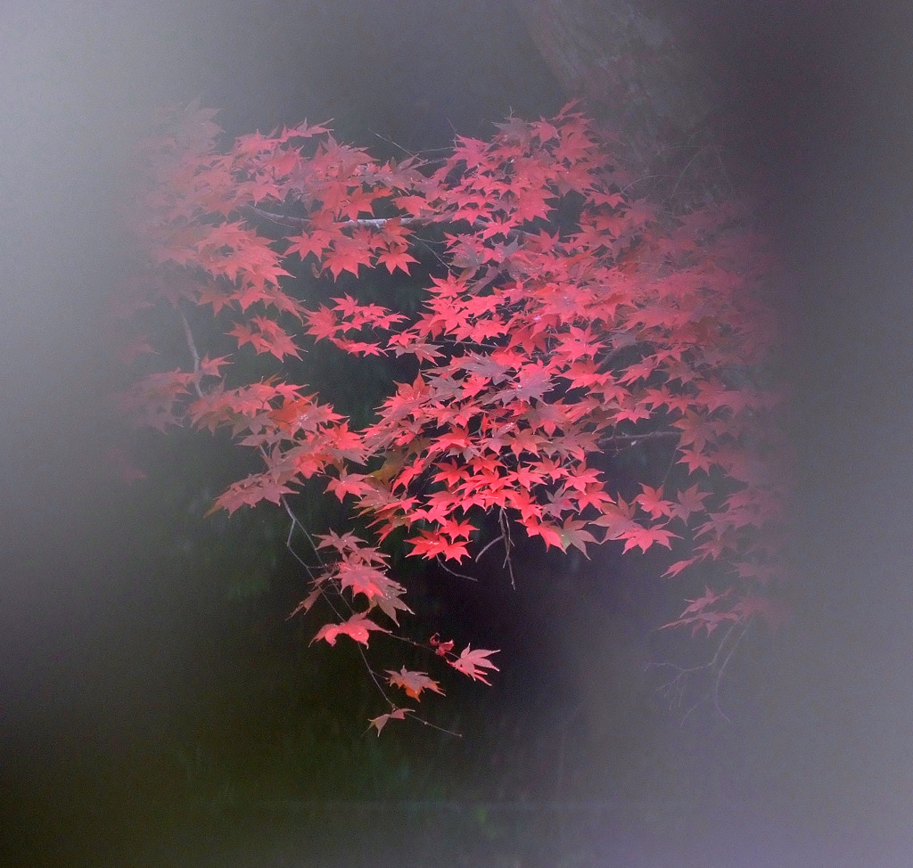 幻想の紅葉