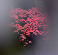 幻想の紅葉