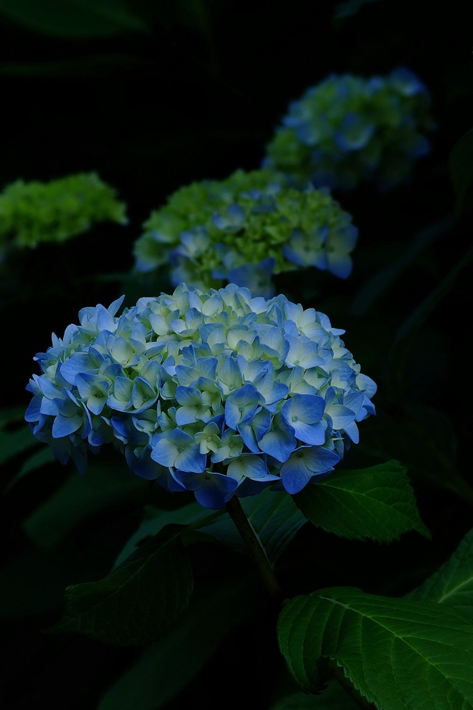 青の訪問者。