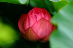 蕾のままで。。