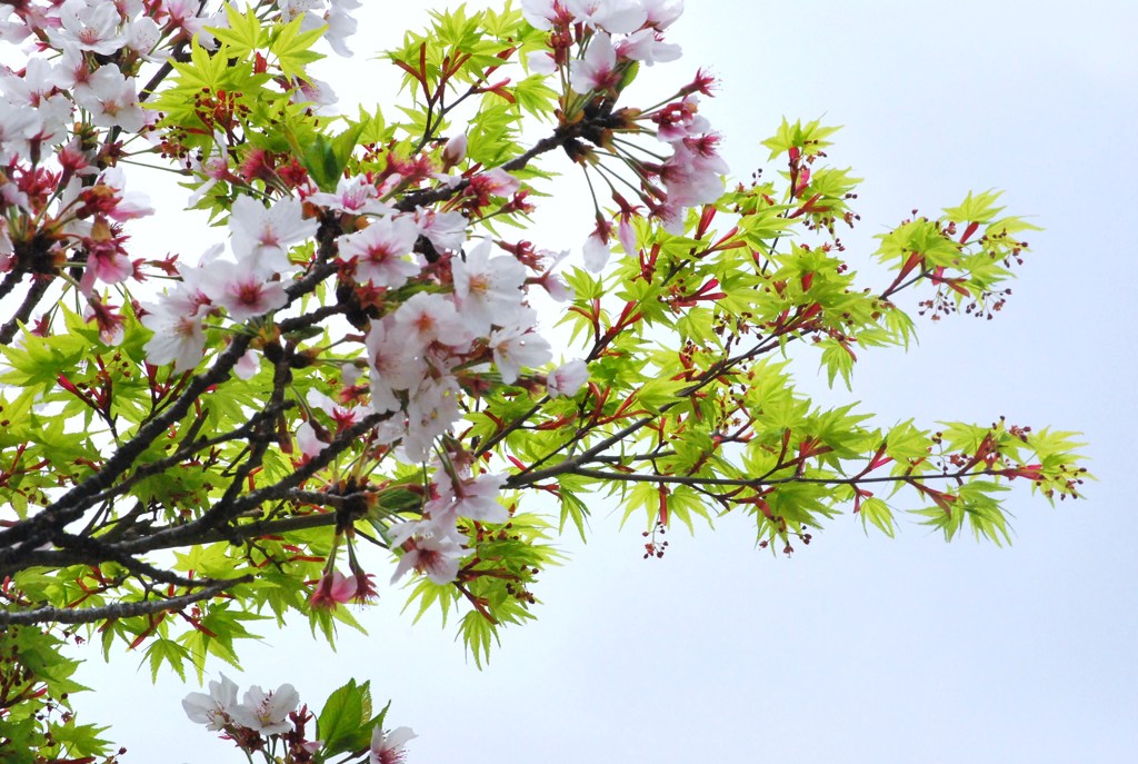 桜と紅葉