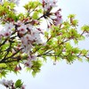 桜と紅葉