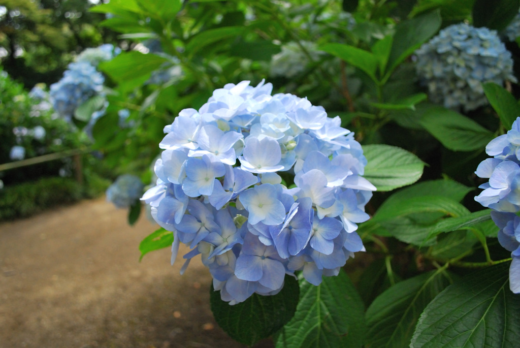 紫陽花