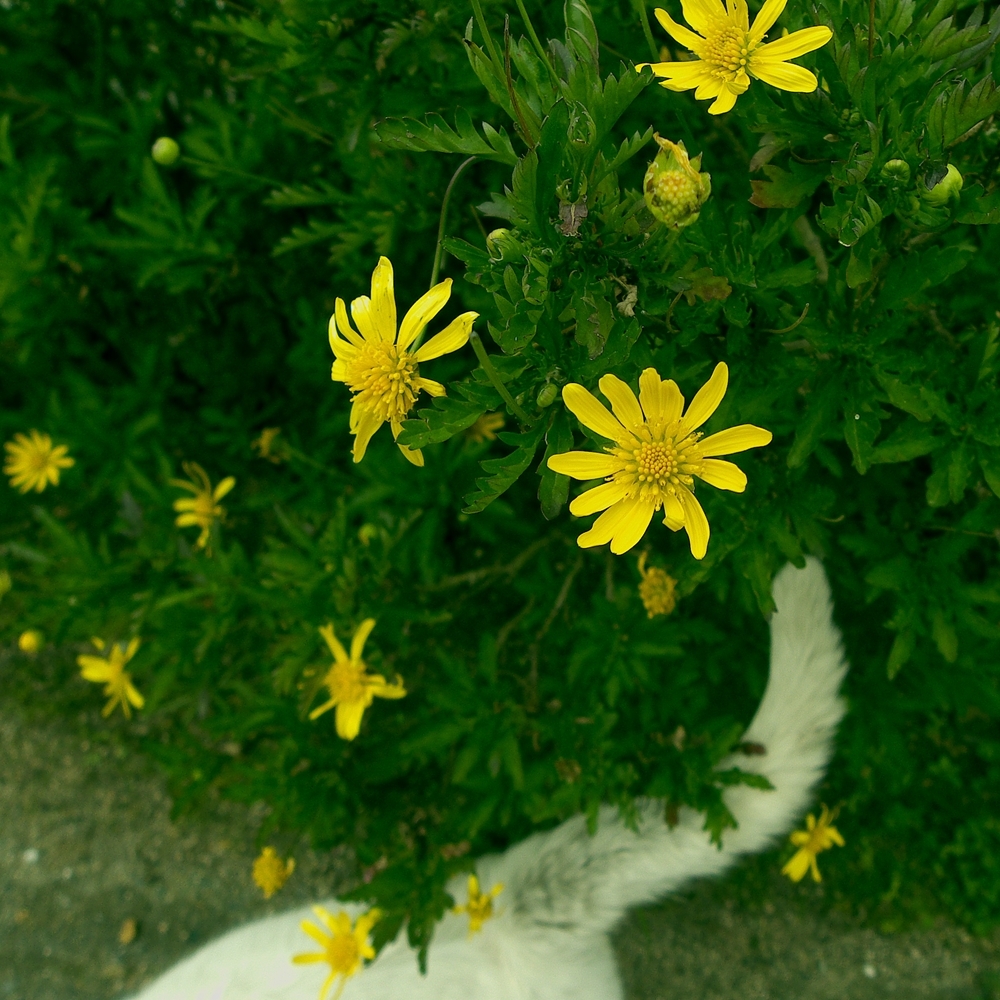 花としっぽ