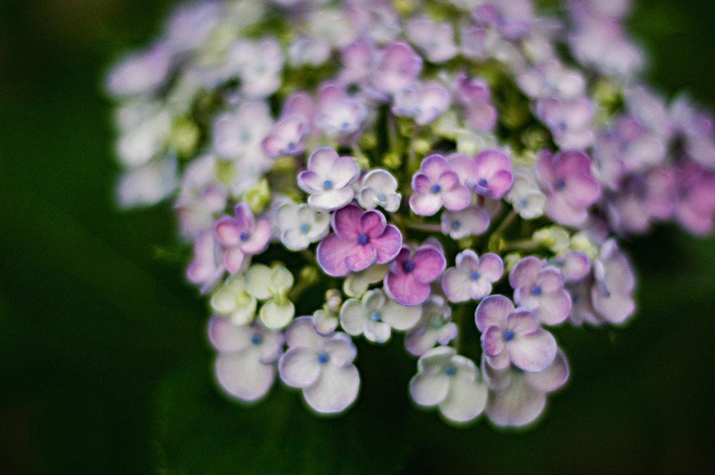 紫陽花