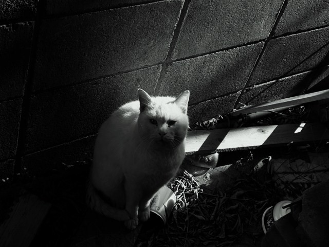野良猫