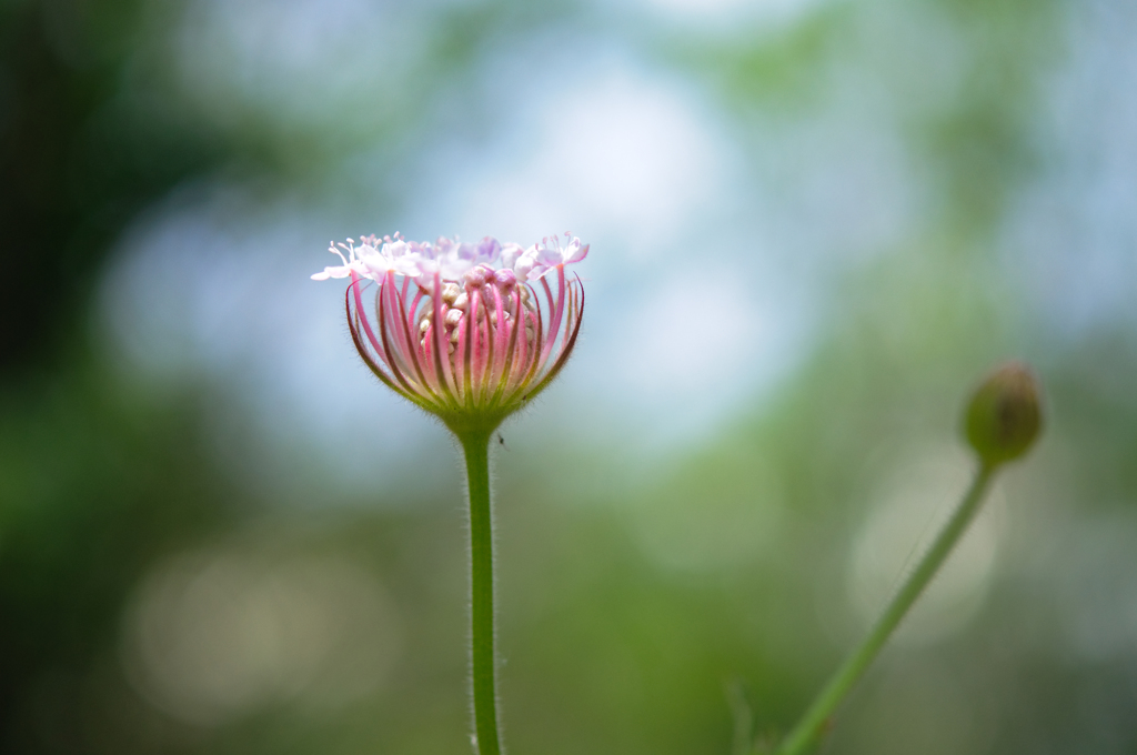 花盛りはこれから