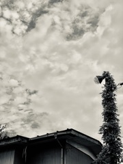 電柱