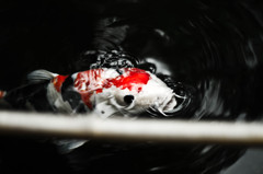 Koi