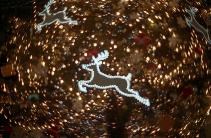 Running Reindeer