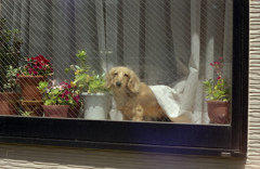 A Dog through the Window
