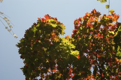 DSC07314