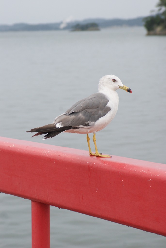 DSC05196