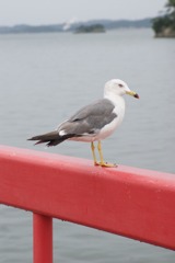 DSC05196