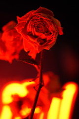 DSC00482