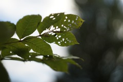 DSC07164