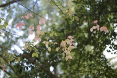 DSC07142
