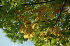 A Bicolored Maple Tree