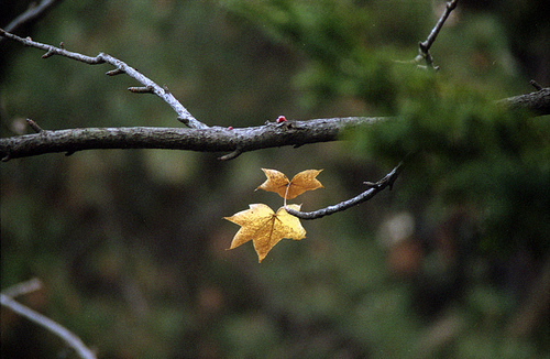 Two Leaves