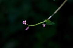 DSC04753