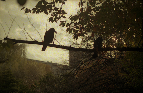 Two Crows