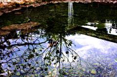 水面の木