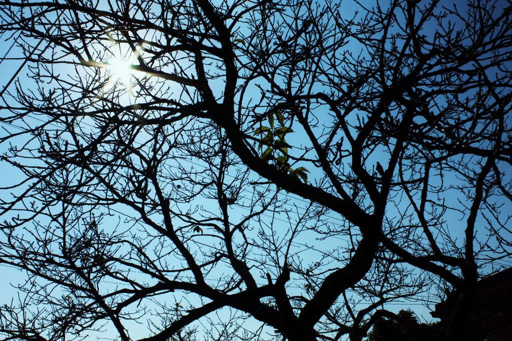 太陽と木