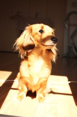 愛犬