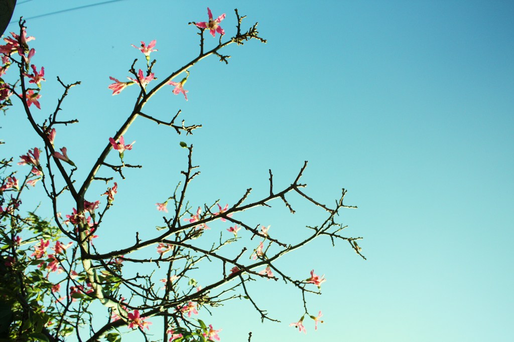 ピンクの花