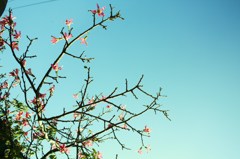 ピンクの花