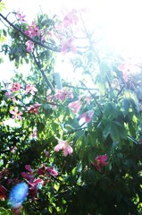 ピンクの花　２