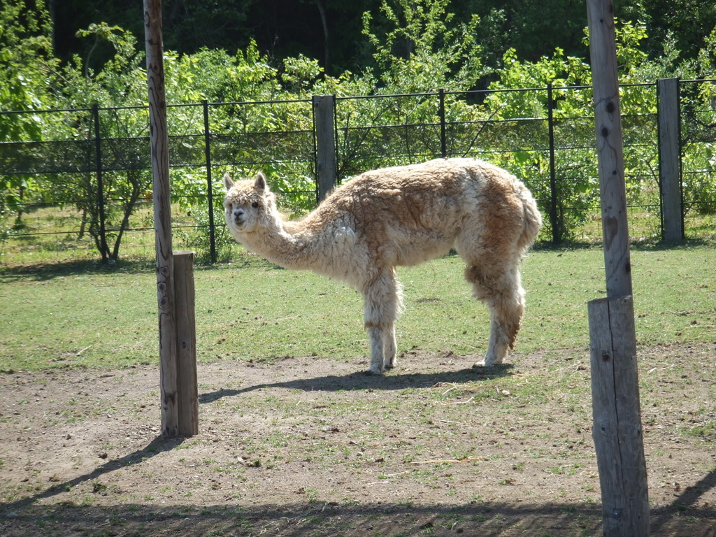 アルパカ