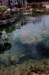 池の中の魚