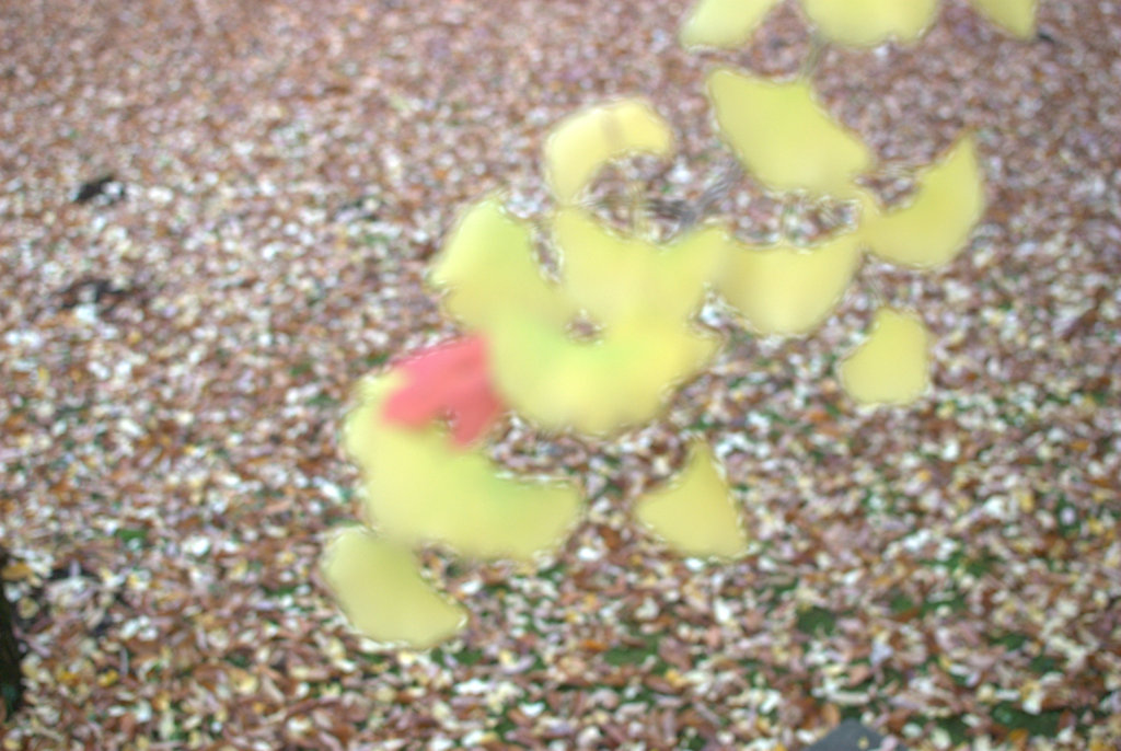 びせーぶつ