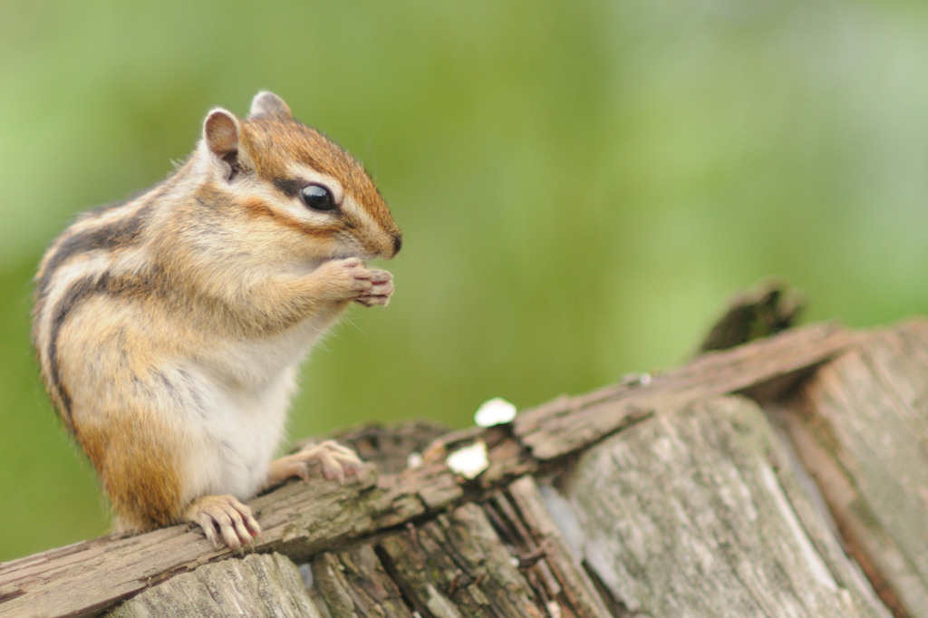 シマリス